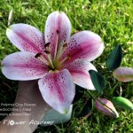 Flower Academy Polymer Clay Flowers Tutorial - Lily/Lilium Flower